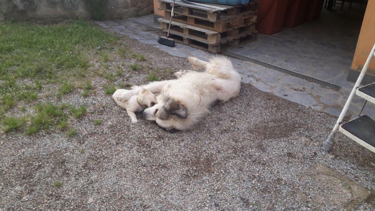 Artenatura Beb Terranuova Bracciolini Eksteriør billede